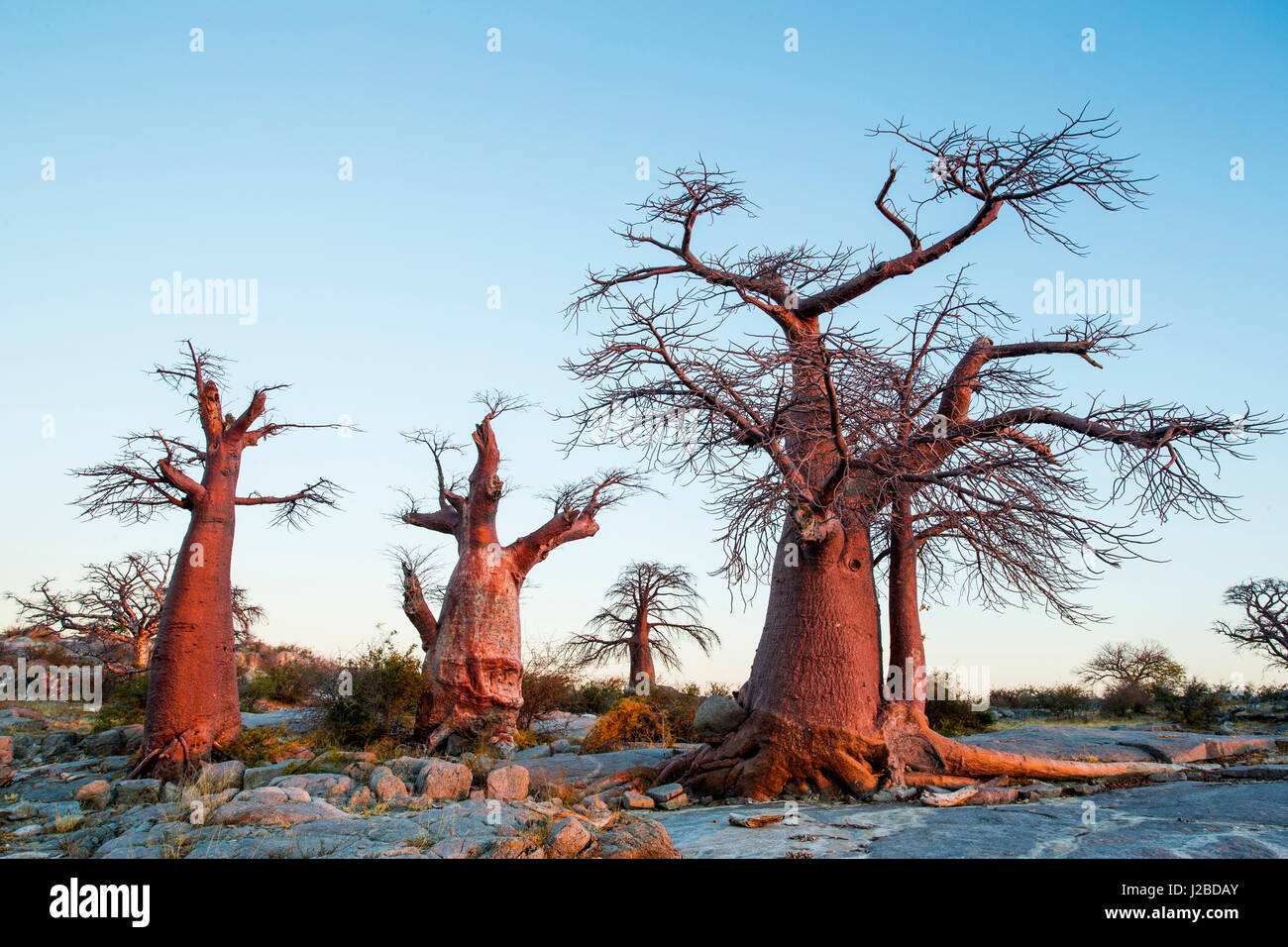 Africa, Botswana, Setting sun lights Baobab trees grow atop dry granite outcrop of Kubu Island in Makgadikgadi Pan within Kalahari Desert Stock Photo
