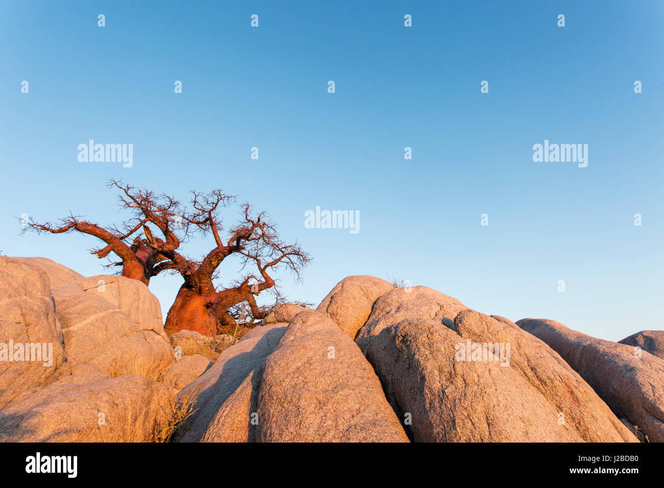 Africa, Botswana, Morning sun lights Baobab trees growing atop dry granite outcrop of Kubu Island in Makgadikgadi Pan within Kalahari Desert Stock Photo