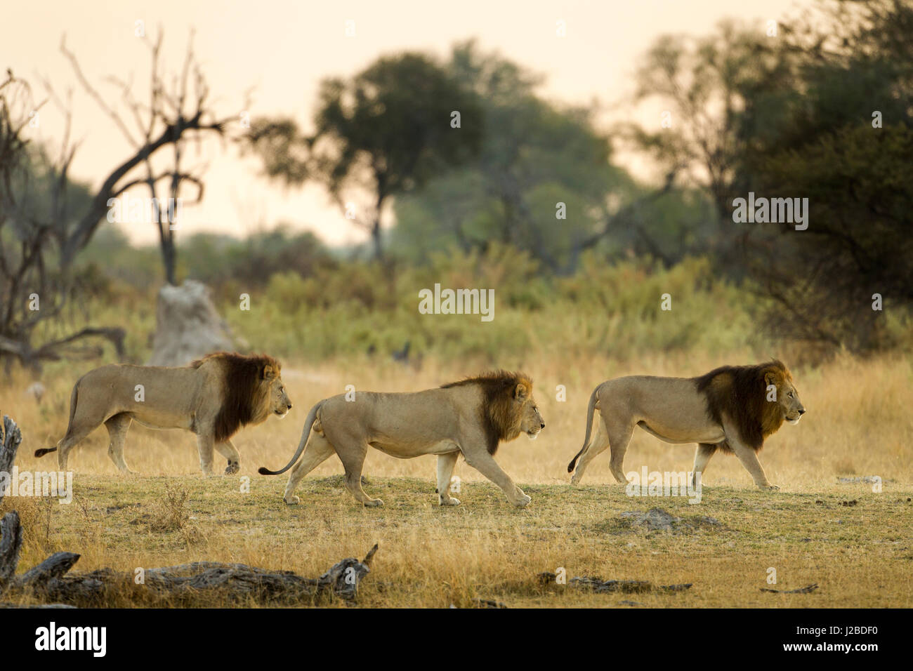 Africa, Botswana, Moremi Game Reserve, Three Adult Male Lions (Panthera ...