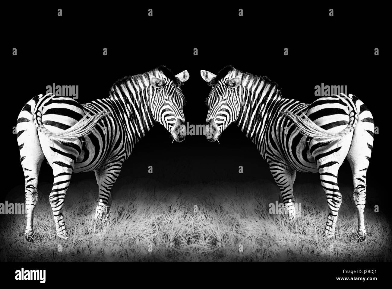 Black and white mirrored zebras (Large format sizes available) Stock Photo