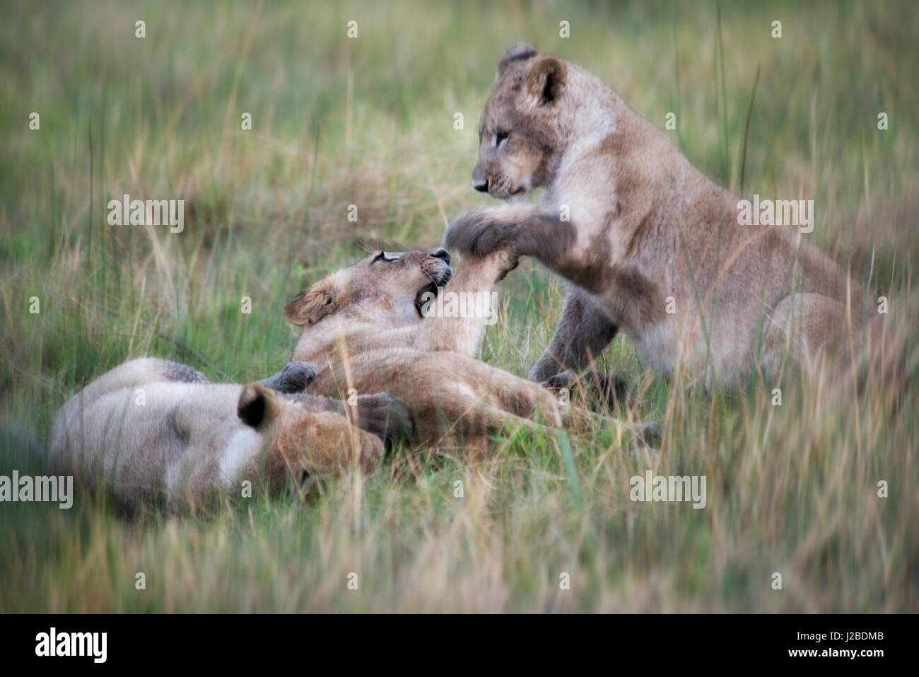 Lion cubs and mother playing (Large format sizes available) Stock Photo