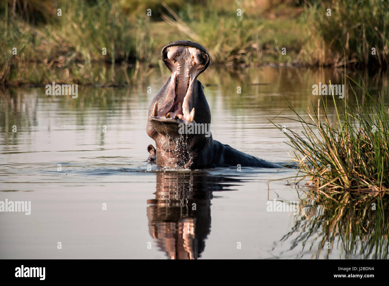 Hippopotamus with huge yawn and dripping water from mouth in river