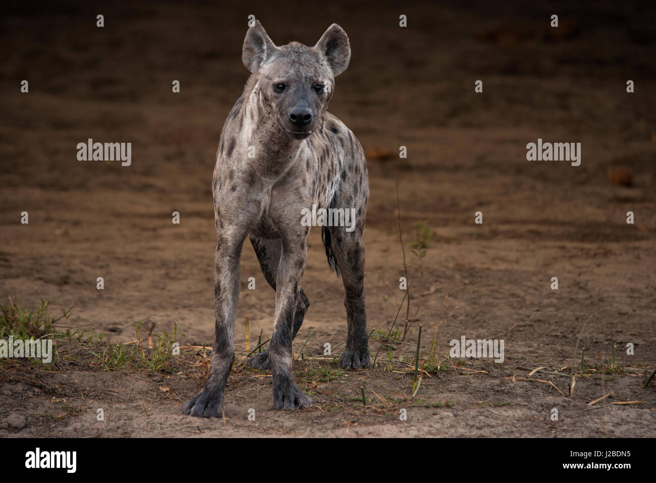 Spotted hyena standing looking at viewer (Large format sizes available) Stock Photo