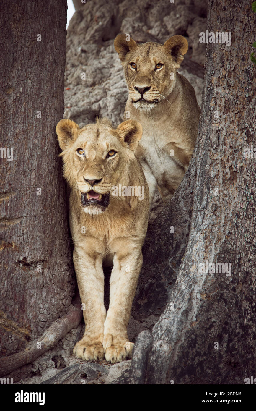 Two lions standing together between trees looking out (Large format sizes available) Stock Photo