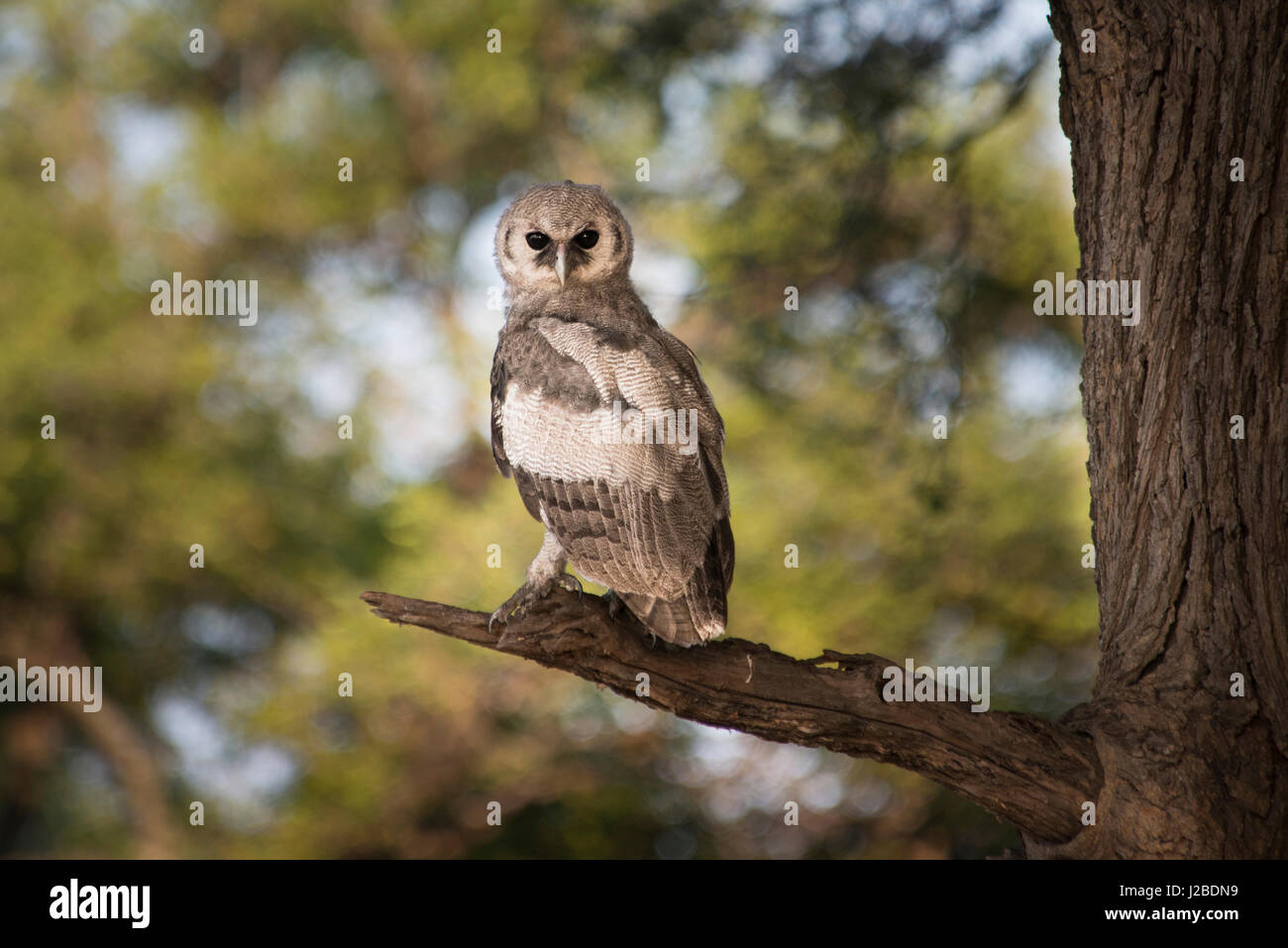 eagle owl sitting on limb looking at viewer Stock Photo
