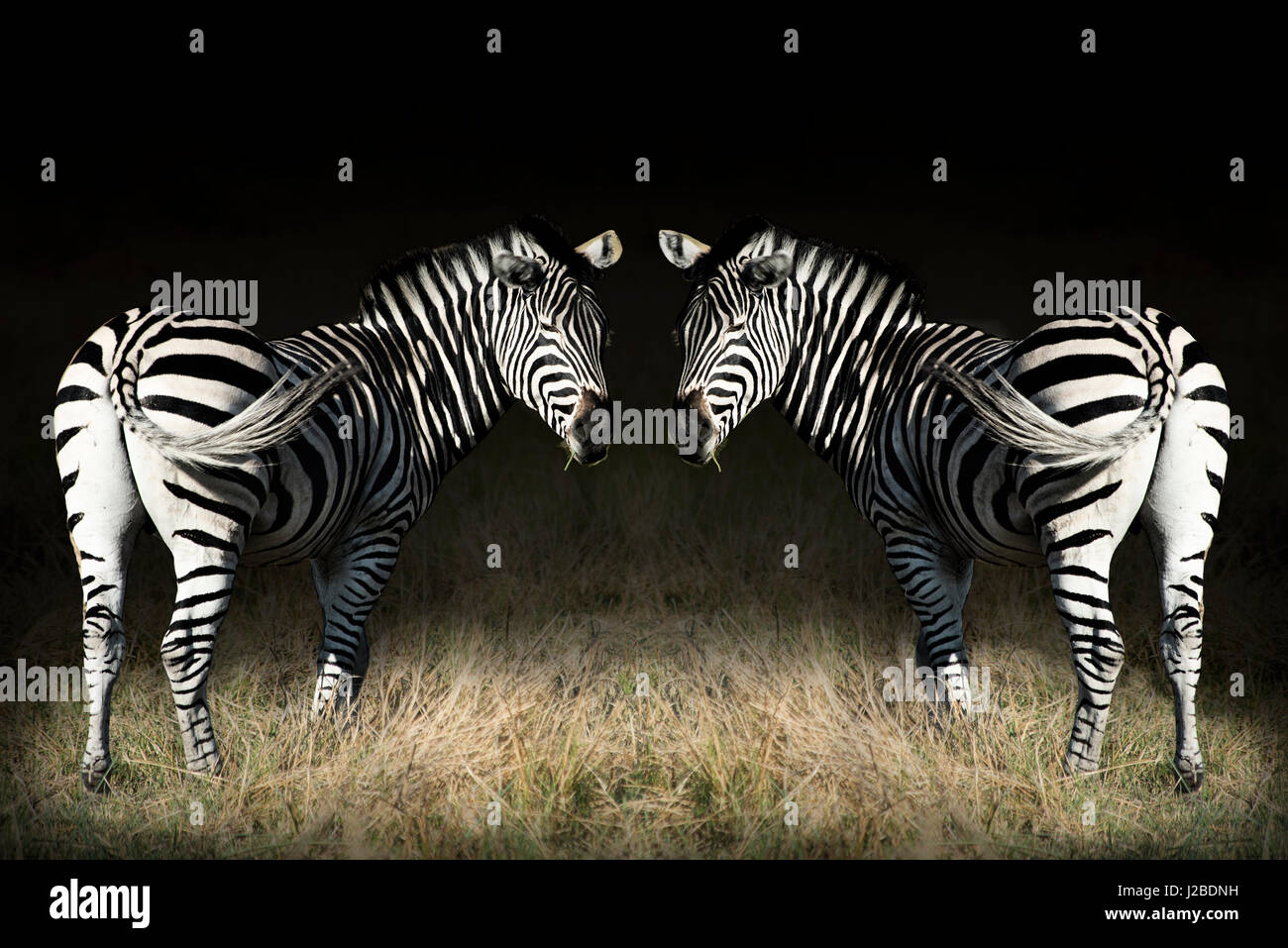 Splitting Image Zebra Two zebras mirrored (Large format sizes available Stock Photo - Alamy