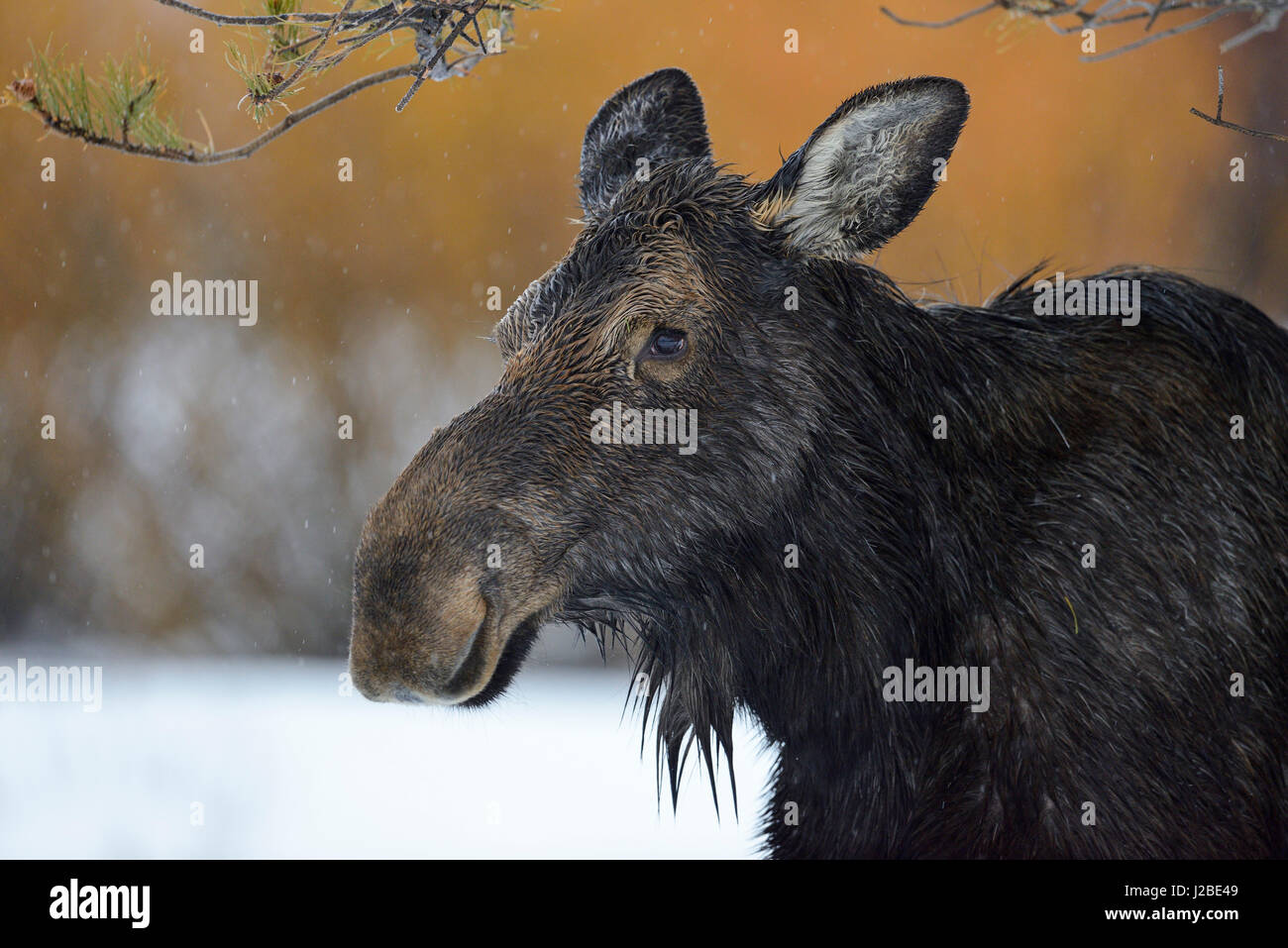 Moose / Elch ( Alces alces ) in winter, headshot of an adult female, detailled close-up on a rainy day, Yellowstone Area, Grand Teton, Wyoming, USA. Stock Photo