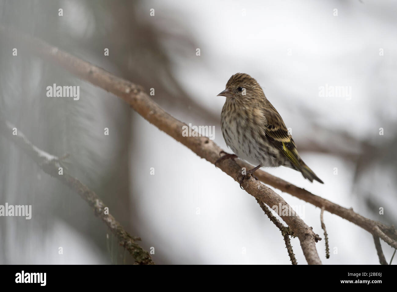 Pine siskin / Fichtenzeisig ( Spinus pinus ) in winter, perched in a conifer tree, in natural surrounding, Yellowstone Area, Montana, USA. Stock Photo