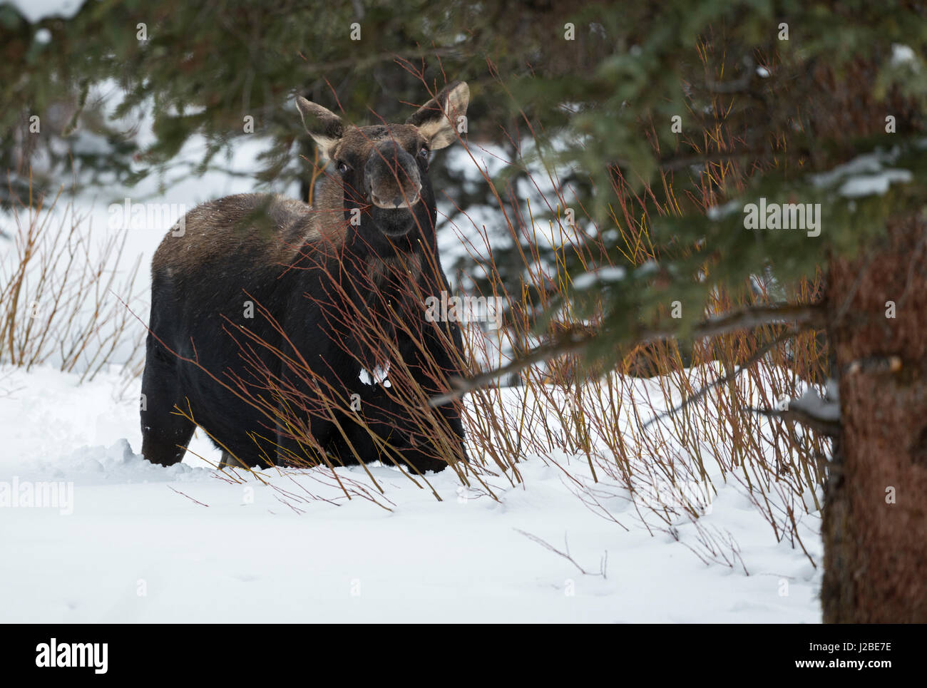 Moose / Elch ( Alces alces ) in winter, deep snow, young bull, lost antlers, feeding on bushes, game browsing, looks funny, Yellowstone NP, Wyoming, U Stock Photo