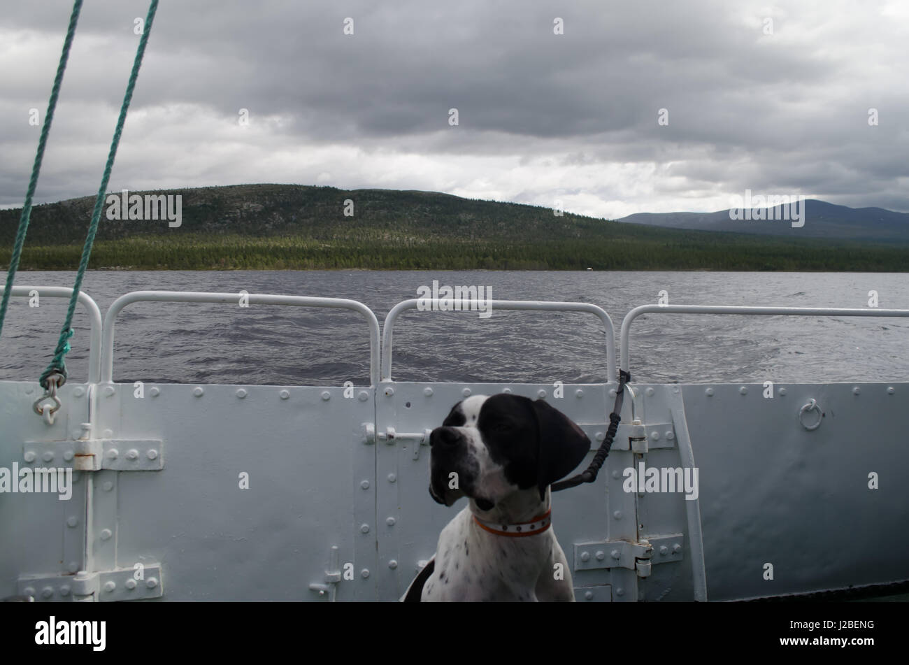 English pointer on board ferry on subalpine lake with mountains in the background Stock Photo