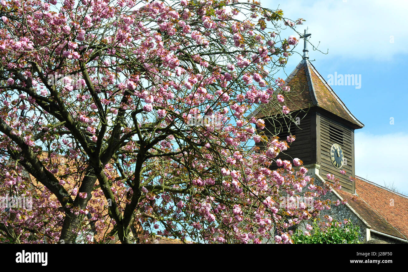 Springtime tree pink blossom backdrop Hurley on Thames  rustic church tower sunshine and blue sky Stock Photo