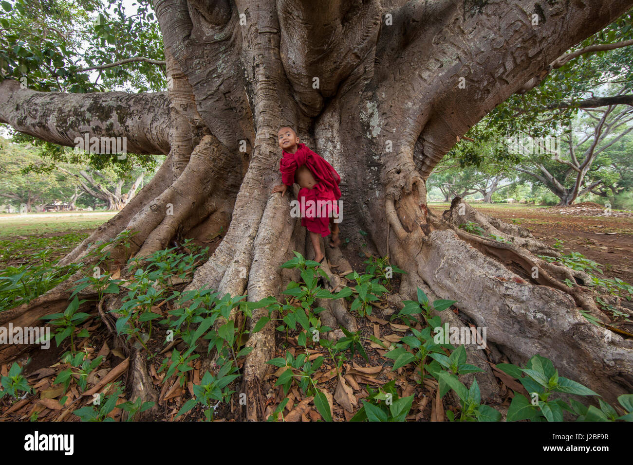 Myanmar, Pindaya. Novice Buddhist monk and fig tree. Credit as: Jim Zuckerman / Jaynes Gallery / DanitaDelimont.com Stock Photo