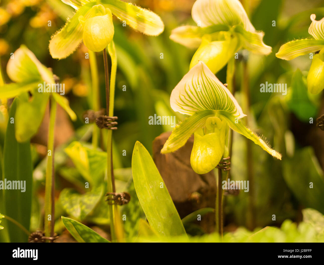 Closeup of Paphiopedilum Orchid Flower Stock Photo