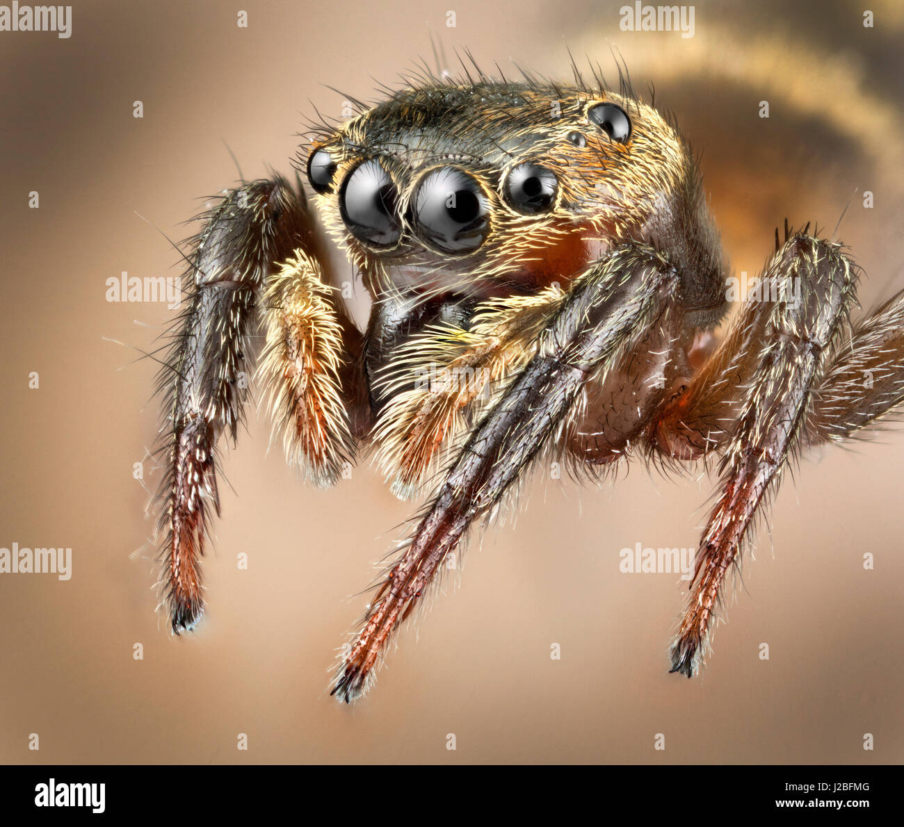 Malaysia jumping spider, Salticidae, Plexippus sp, high macro 'stacked' image Stock Photo