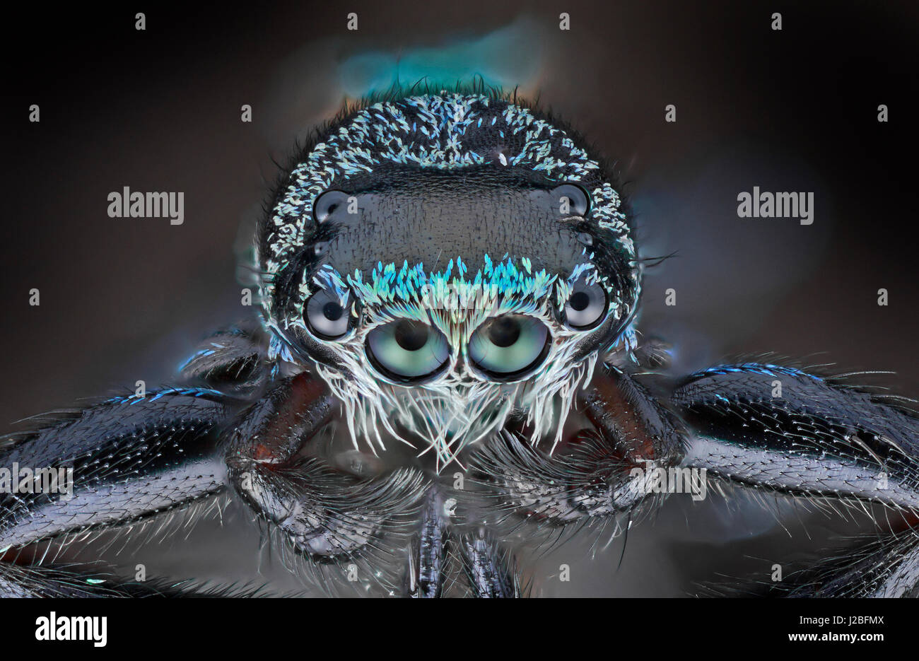 Malaysia jumping spider, Salticidae, high macro 'stacked' image, irridescent like scales Stock Photo
