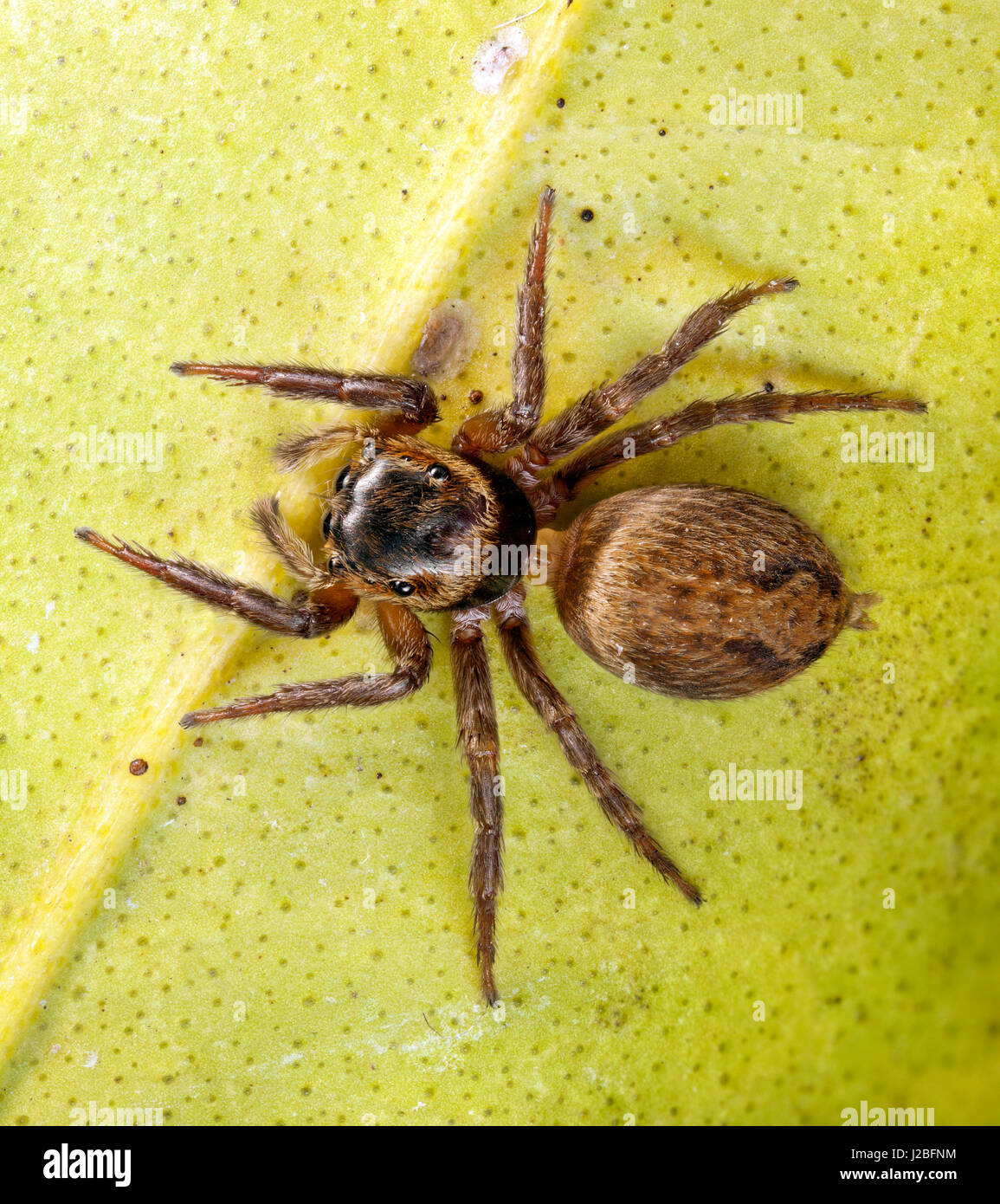 Malaysian jumping spider, dorsal view, Plexippus sp Stock Photo