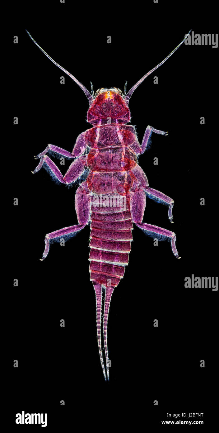Stonefly Plecoptera bracnypter, stained darkfield photomicrograph Stock Photo