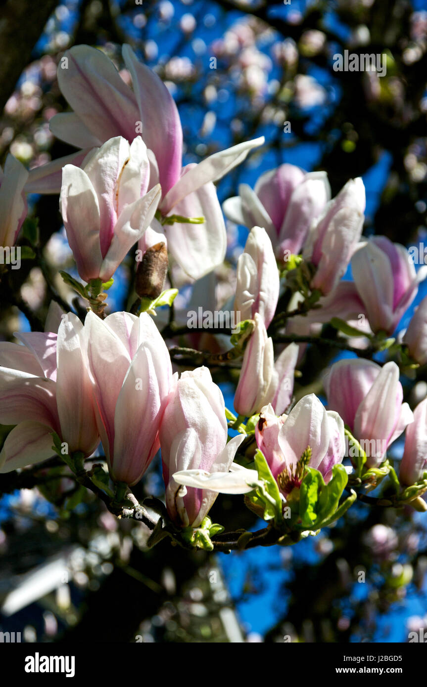 Magnolia blossoms in spring time bloom Stock Photo