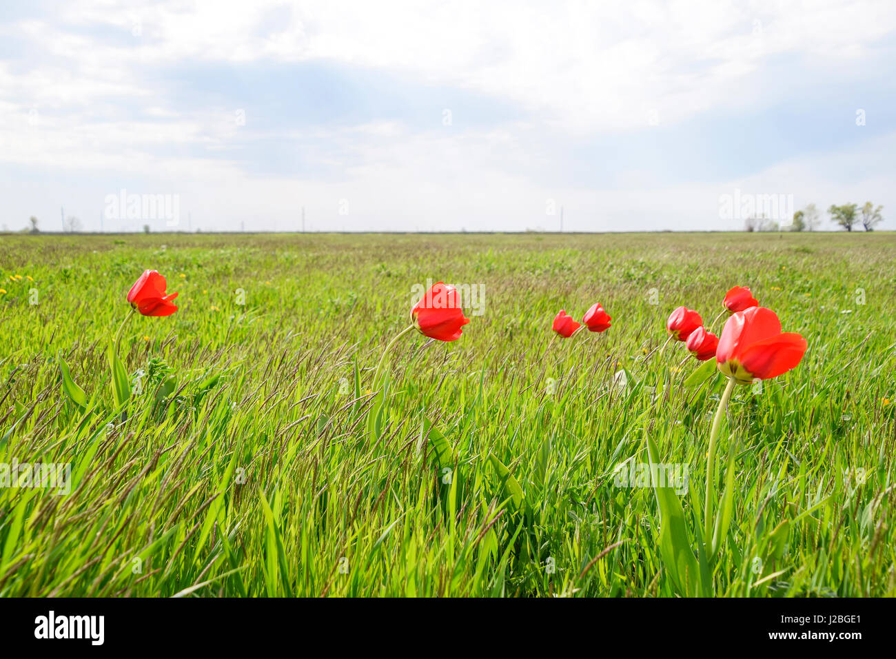 Tulips in a wild field. Red flowers among the green grass Stock Photo ...