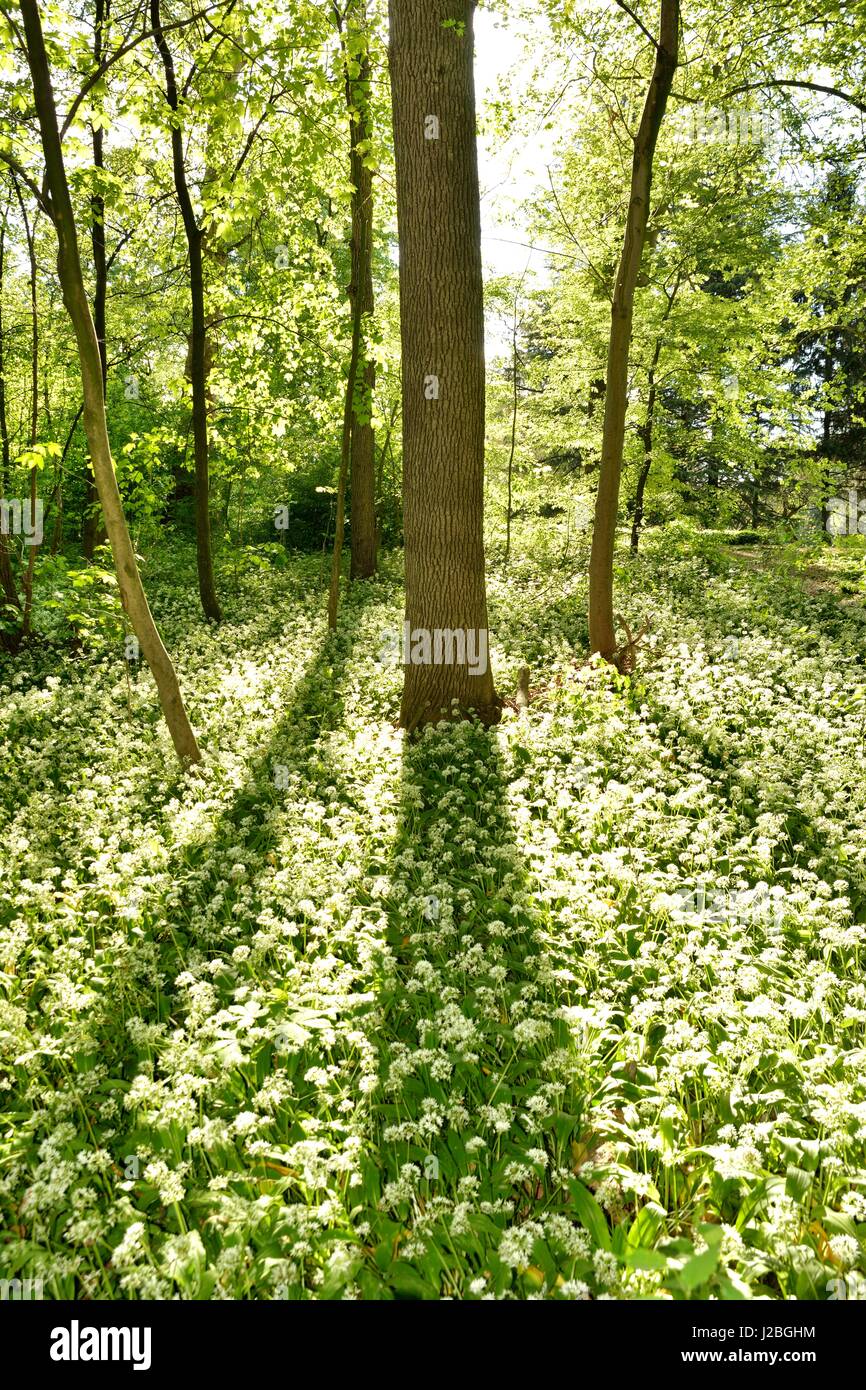 Wild garlic mass flowering in the undergrowth Stock Photo