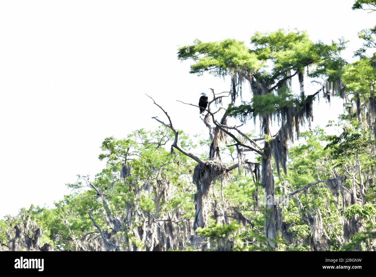 Bald Eagle Nest Florida High Resolution Stock Photography and Images