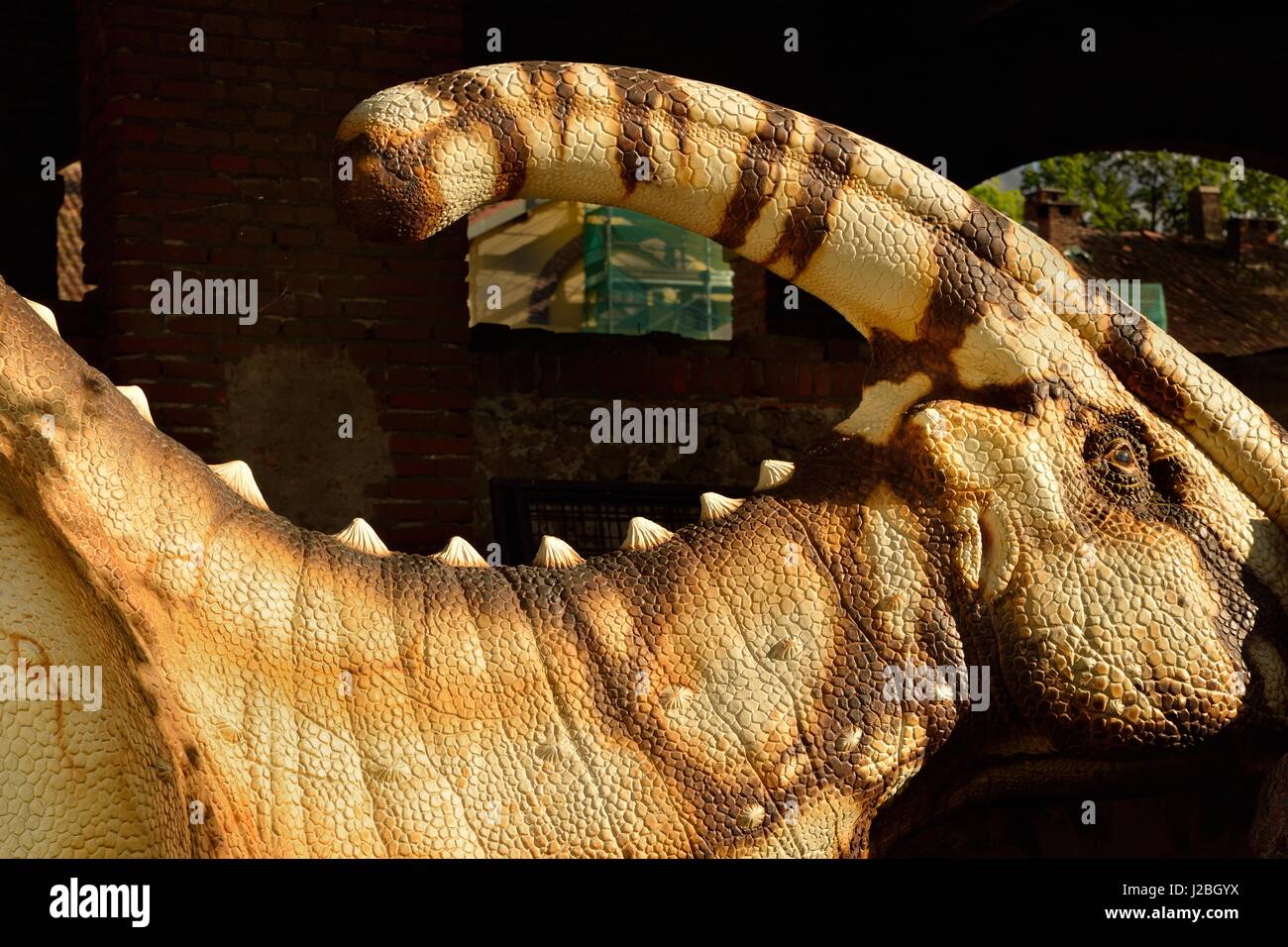 Dinosaur Parasaurolophus display model (detail) Stock Photo