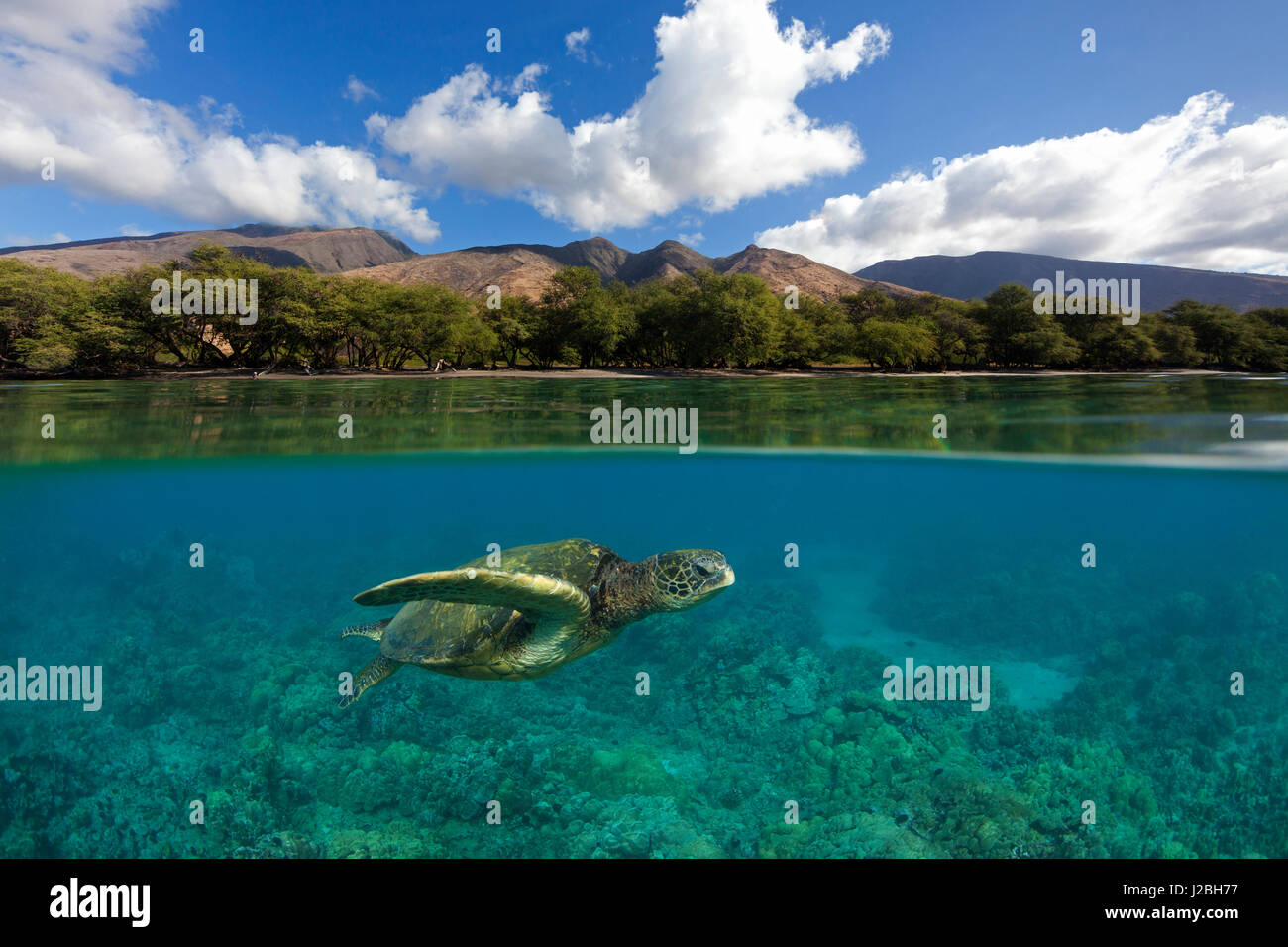 Green sea turtle swims over coral at Olowalu, Maui with the West Maui Mountains in the distance. Stock Photo