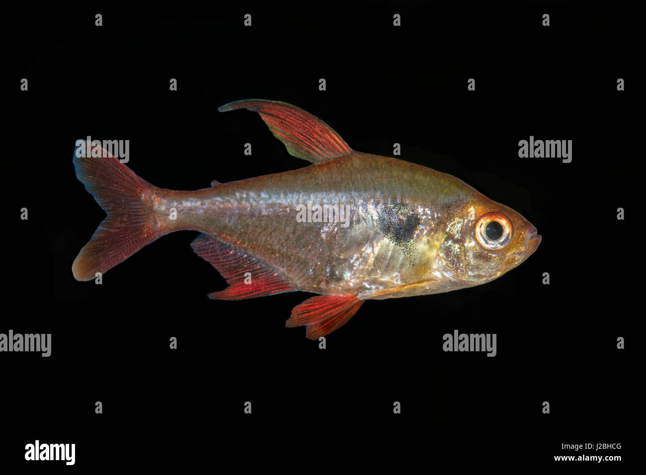 Tetra fish (Hyphessobrycon sweglesi) isolated on a black background Stock Photo