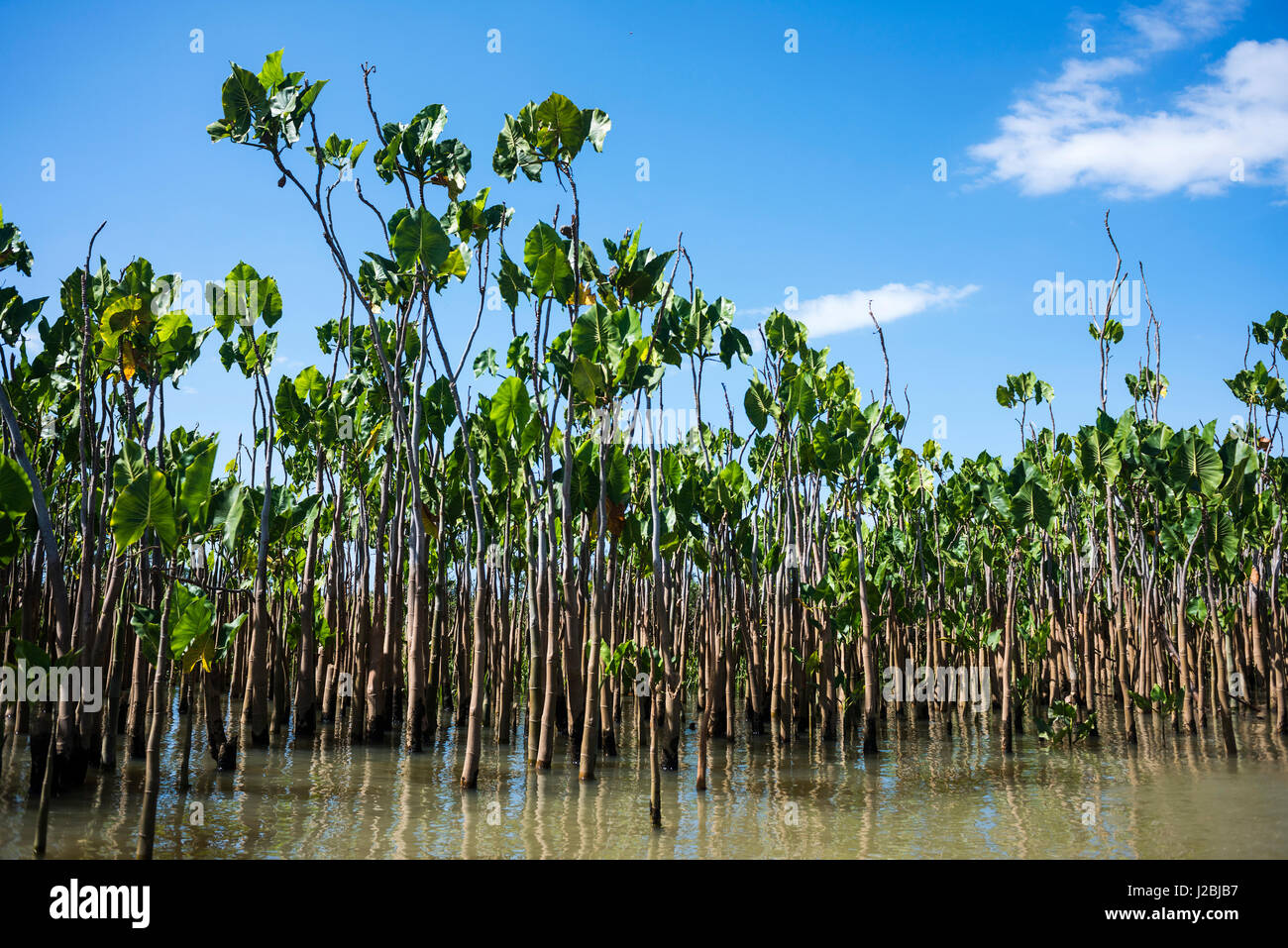 Water plants on the Parnaiba River (Portuguese: Rio Parnaiba), the longest river entirely located within Brazil's Northeast Region Stock Photo