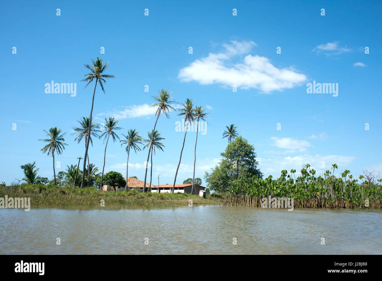 Idilic landscape with Coconut Trees, Parnaiba River (Portuguese: Rio Parnaiba), the border between the states of Maranhao and Piaui, the longest river Stock Photo
