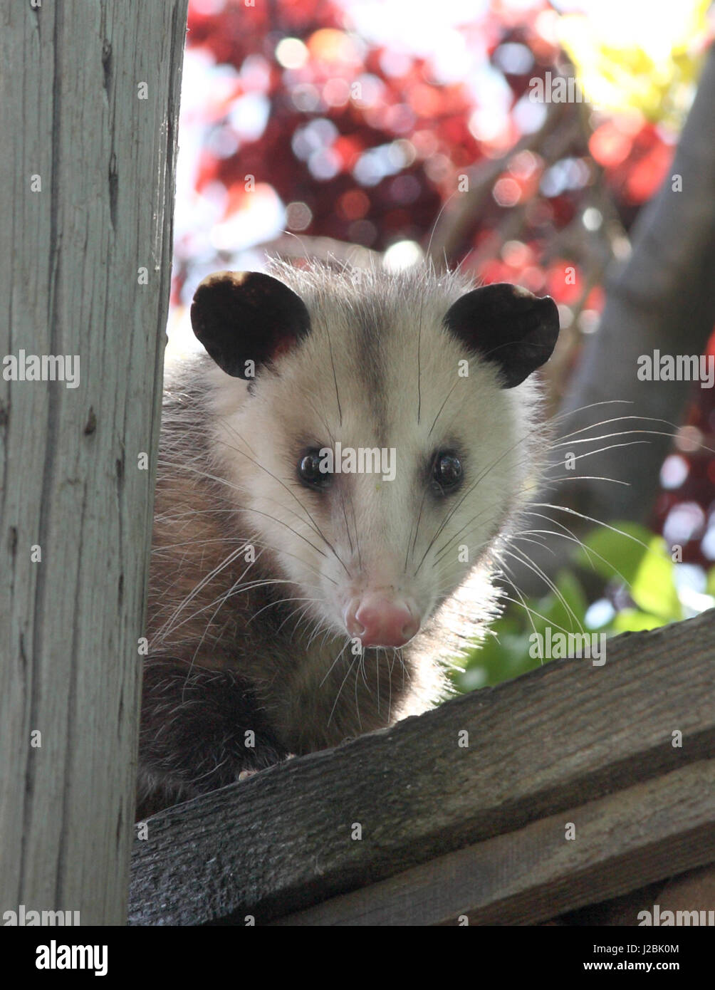 Opossum on backyard fence in San Jose California (Didelphis virginiana) Stock Photo