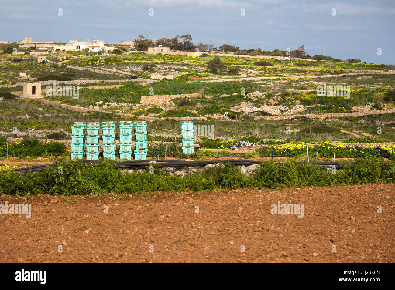 Vegetable crates stacked in a field ready to be packed during harvest