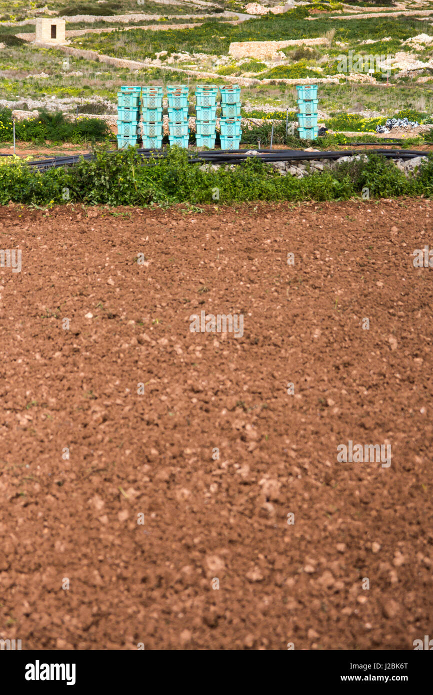 Vegetable crates stacked in a field ready to be packed during harvest