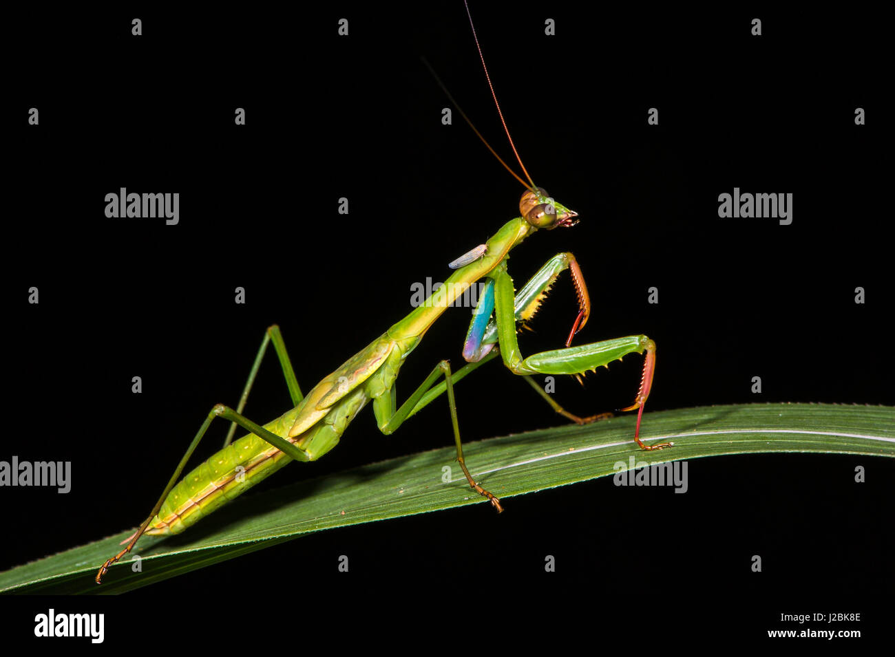 Preying mantis, Odzala, Kokoua National Park, Congo Stock Photo