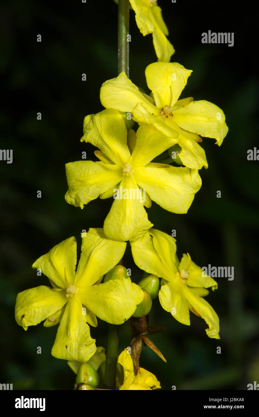 Rainforest flower, Odzala, Kokoua National Park, Congo Stock Photo Alamy