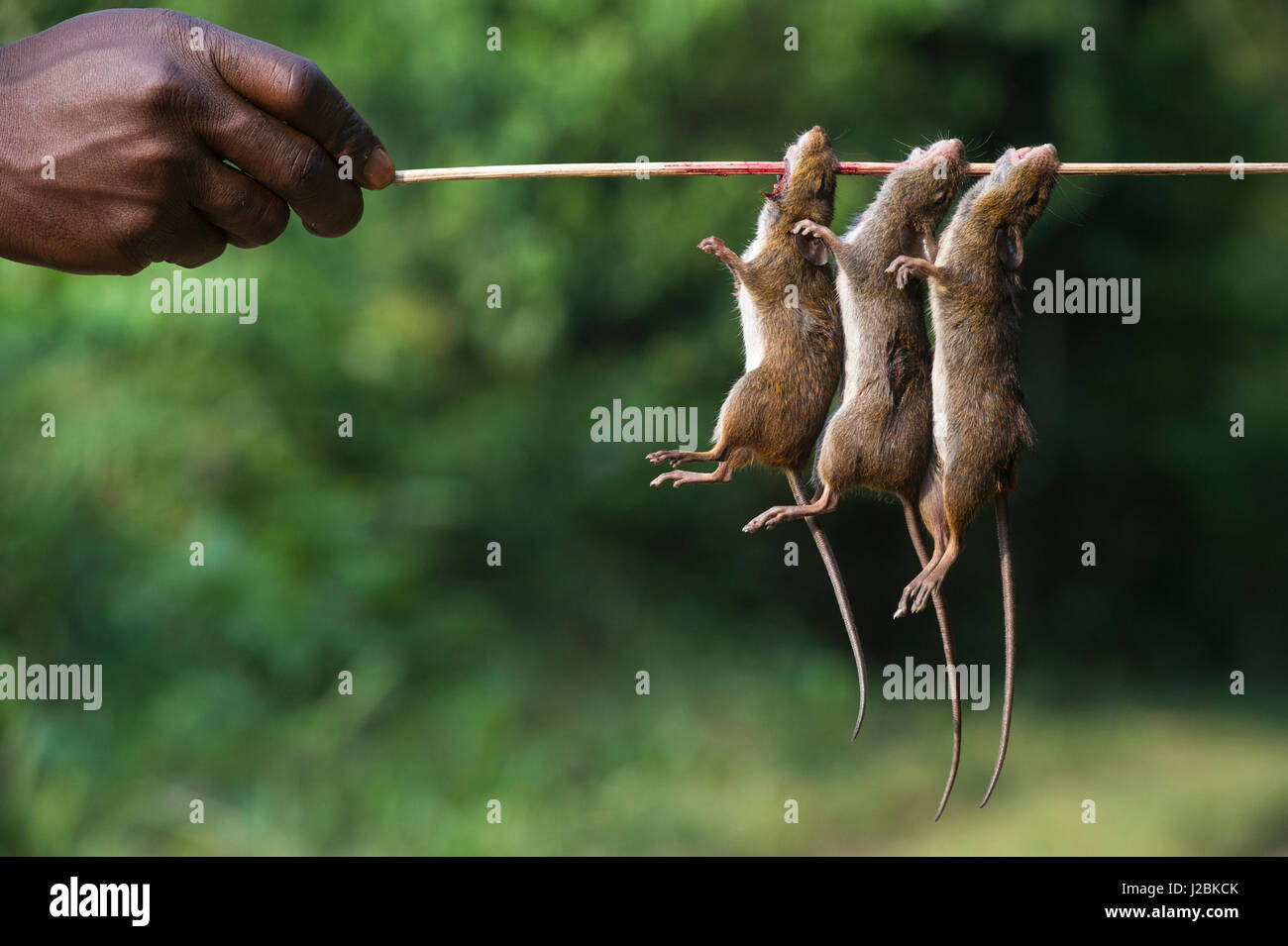Homemade crossbow to shoot rats, Mbomo, Odzala, Kokoua National Park, Congo  Stock Photo - Alamy