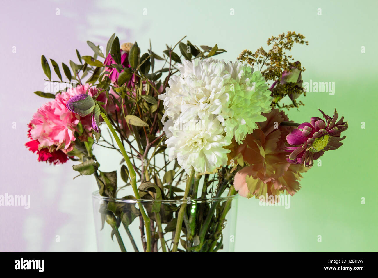 Flowers just starting to wilt in a transparent vase in front of a white wall colored green and purple using speedlights and gels. Stock Photo