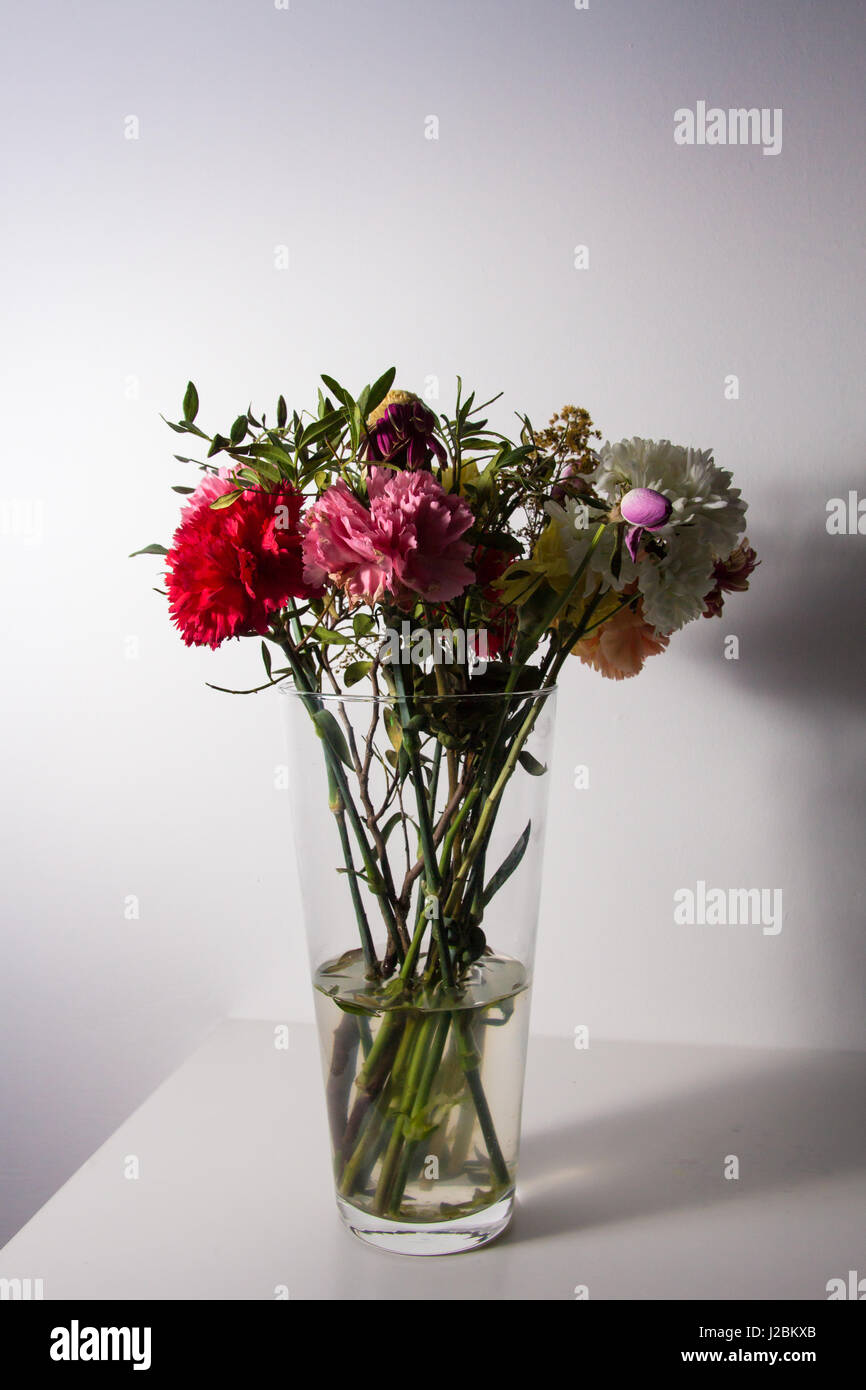 Flowers just starting to wilt in a tall transparent vase and water on a white surface and in front of a white wall. Stock Photo