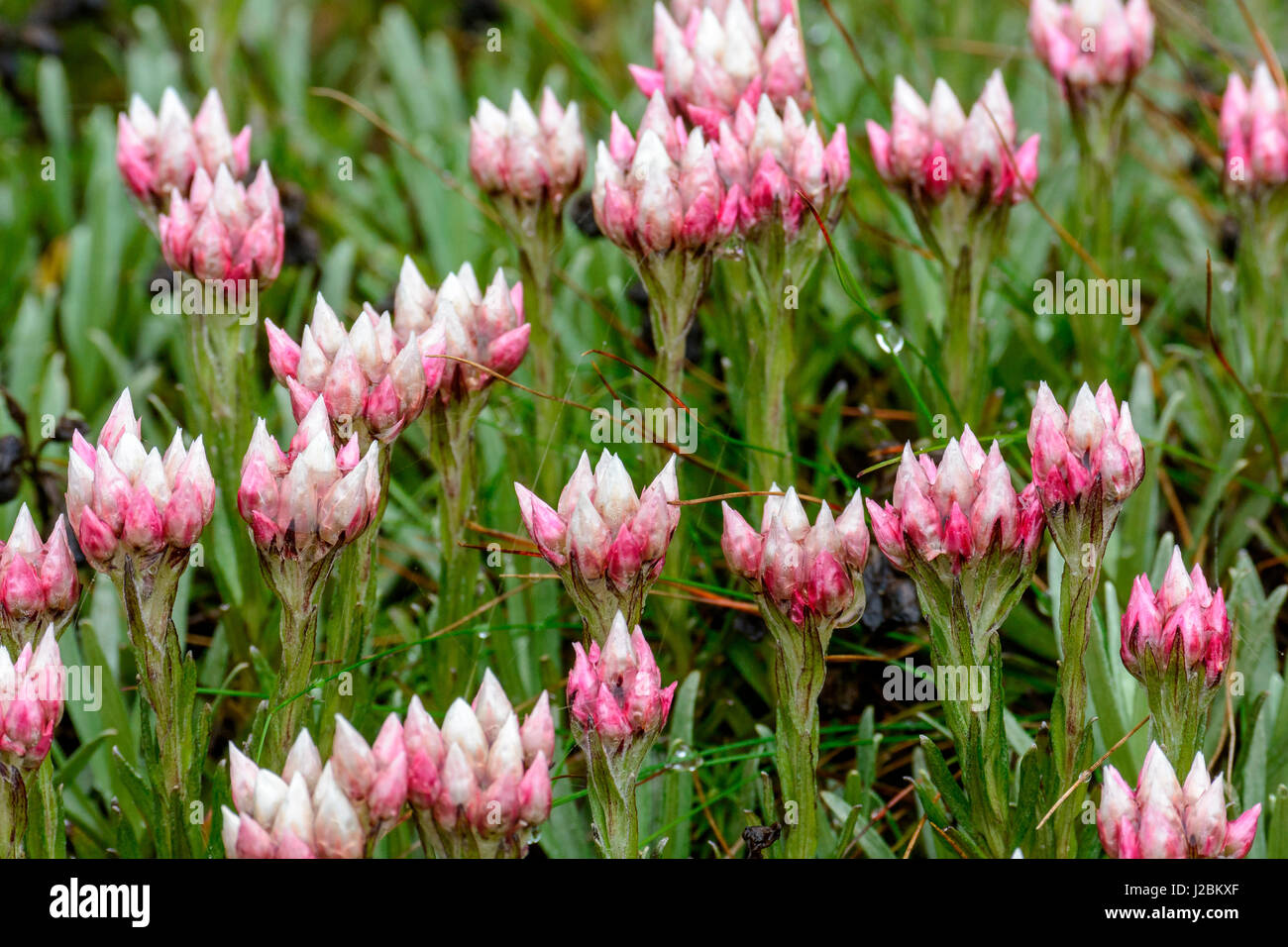 Helichrysum meyeri-johannis. Bale Mountains National Park. Ethiopia. Stock Photo