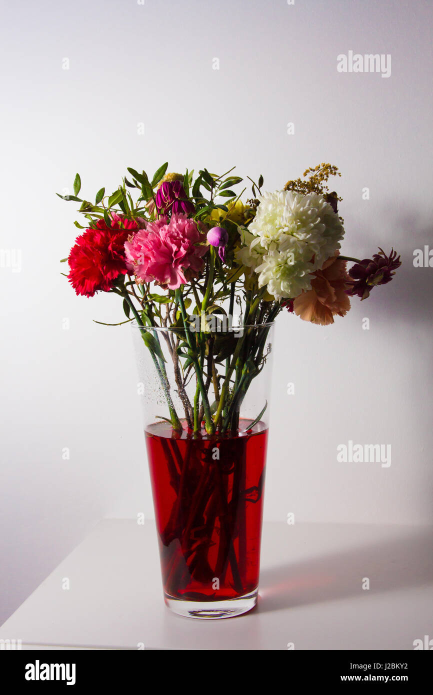 flowers just starting to wilt in a tall transparent vase and red water on a white surface and in front of a white wall. Stock Photo