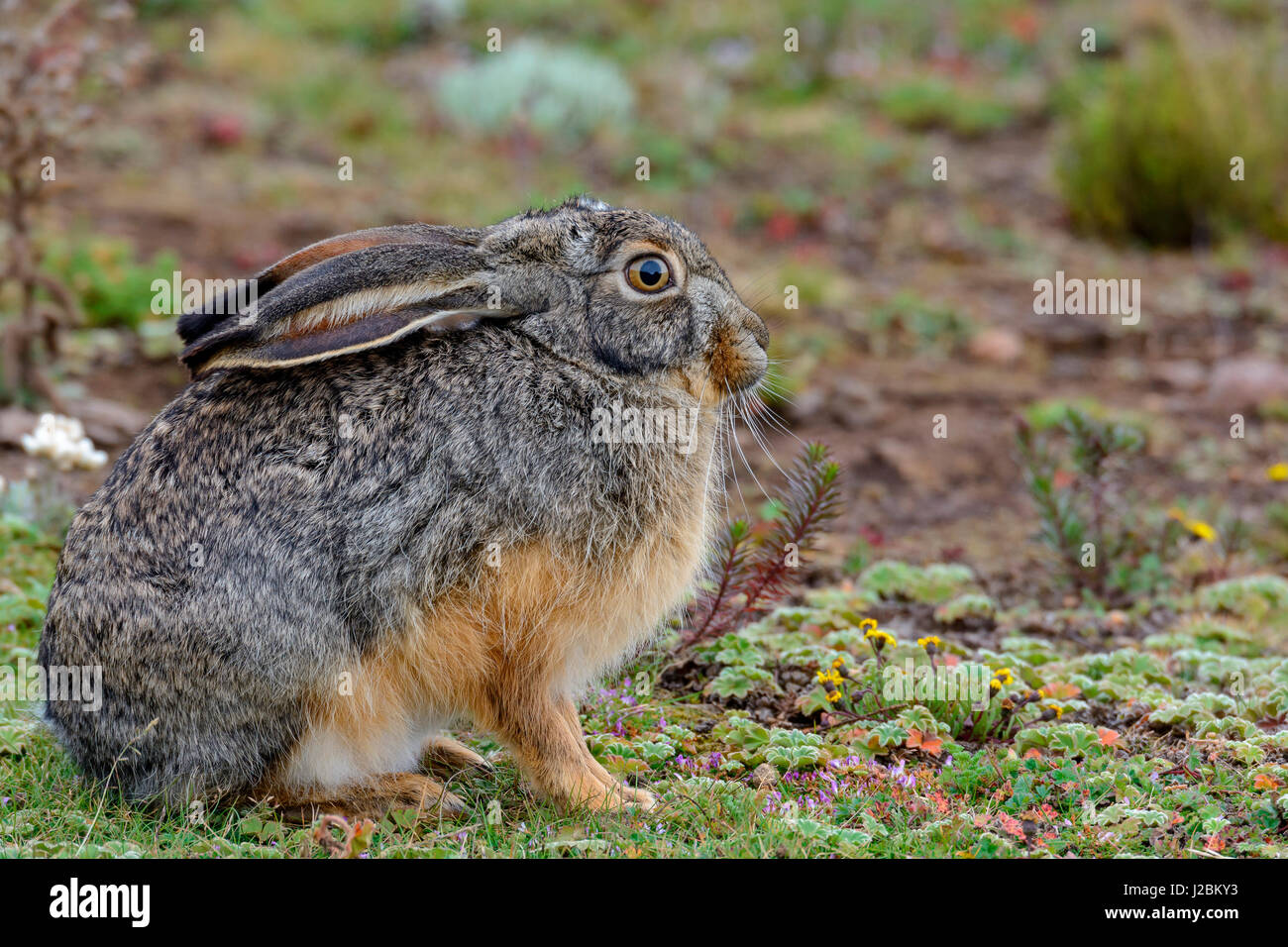 Starck’s Hare (Lepus starcki). Bale Mountains National Park. Ethiopia