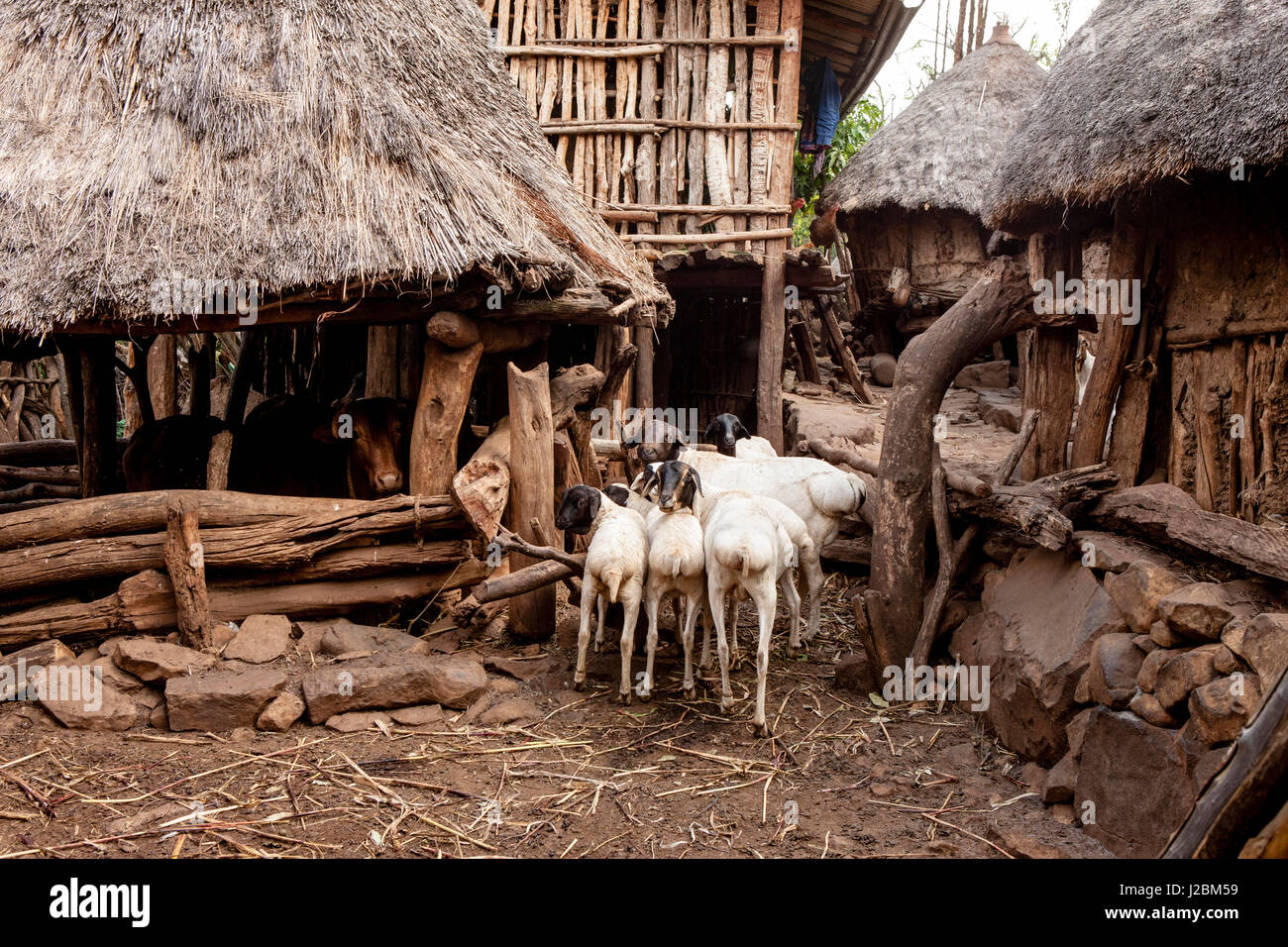 Goats and a cow inside a Konso family compound. UNESCO World Heritage. Omo Valley. Ethiopia, Africa. Stock Photo
