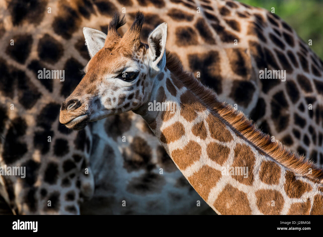 Africa, Kenya, Nairobi, Langata, Hog Ranch (Large format sizes ...