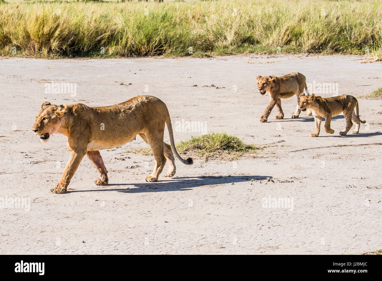 Africa, Kenya, Amboseli National Park, lioness with cubs Stock Photo ...