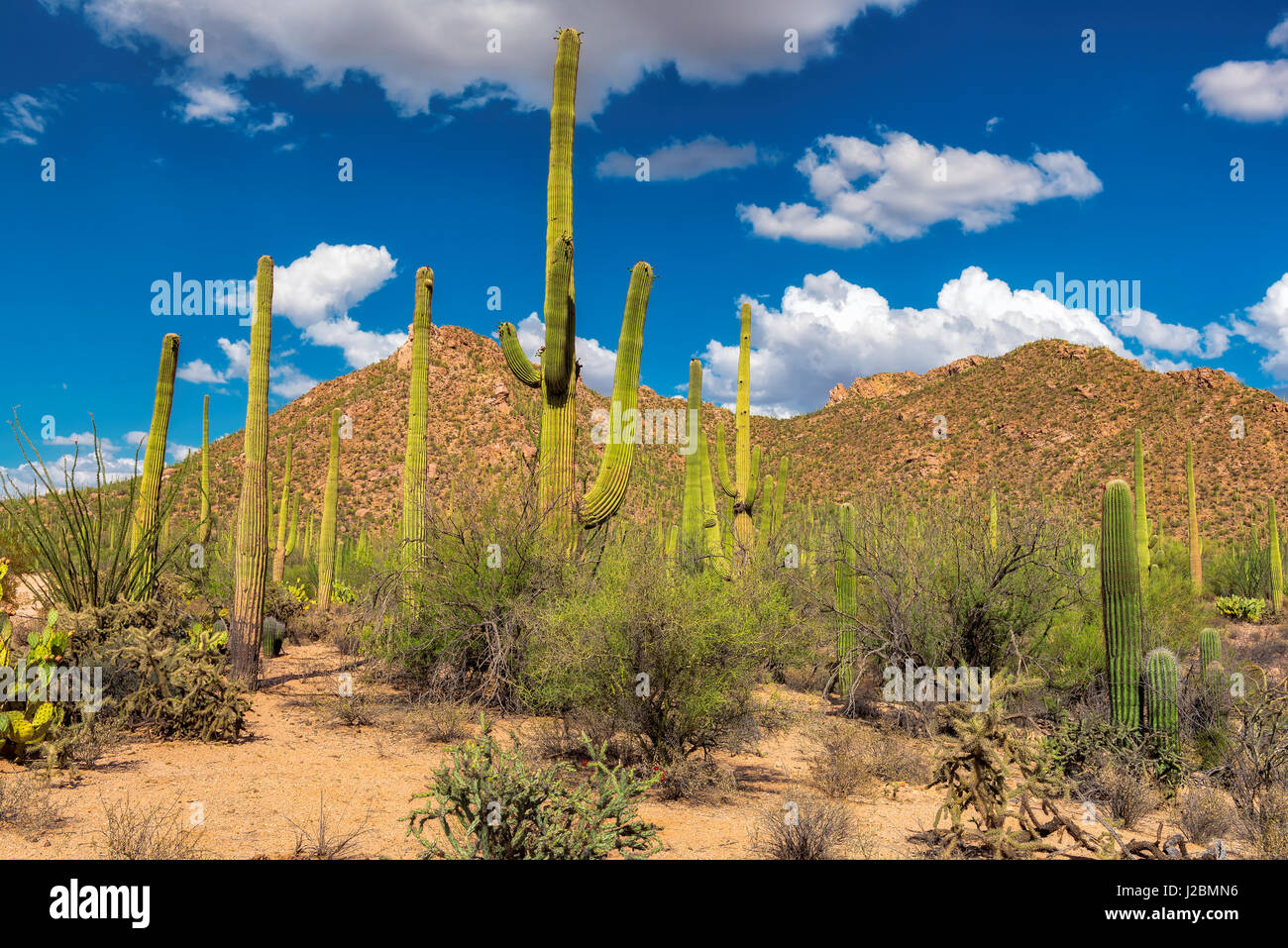 Saguaro National Park near Tucson, Arizona Stock Photo - Alamy