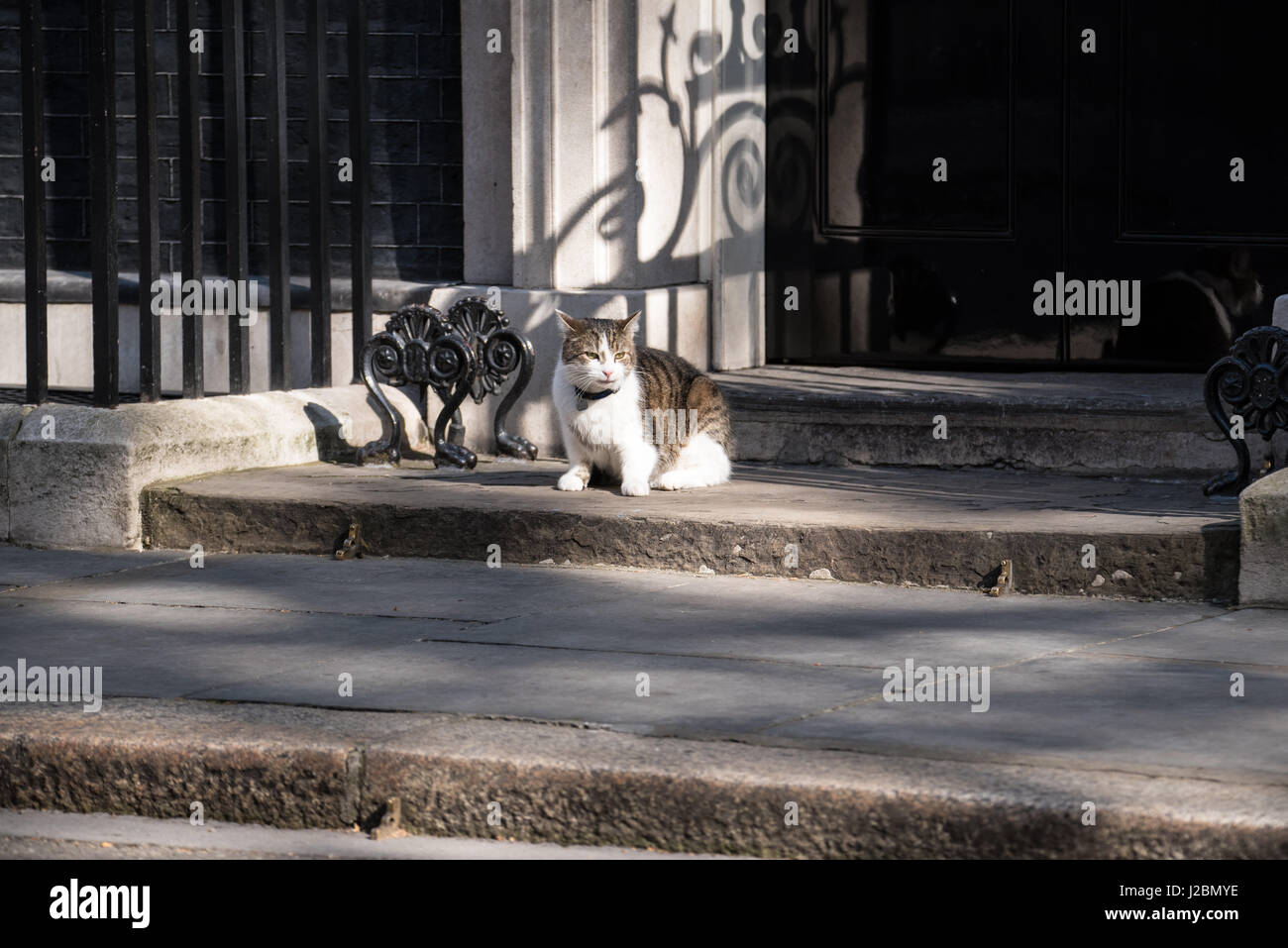 Larry, the cat that lives at 10 Downing Street Stock Photo - Alamy