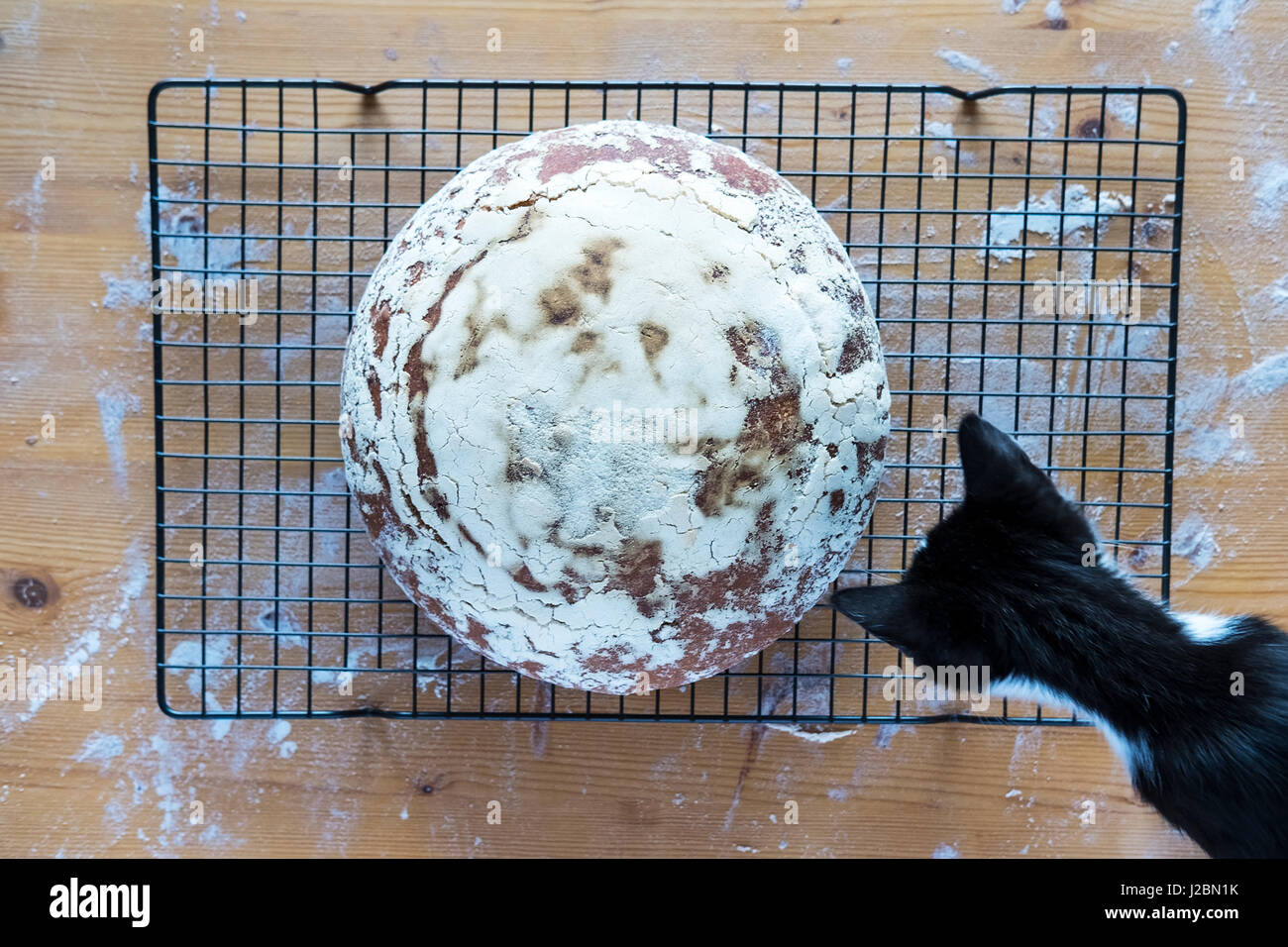 cat checking fresh home made loaf of sourdough bread Stock Photo