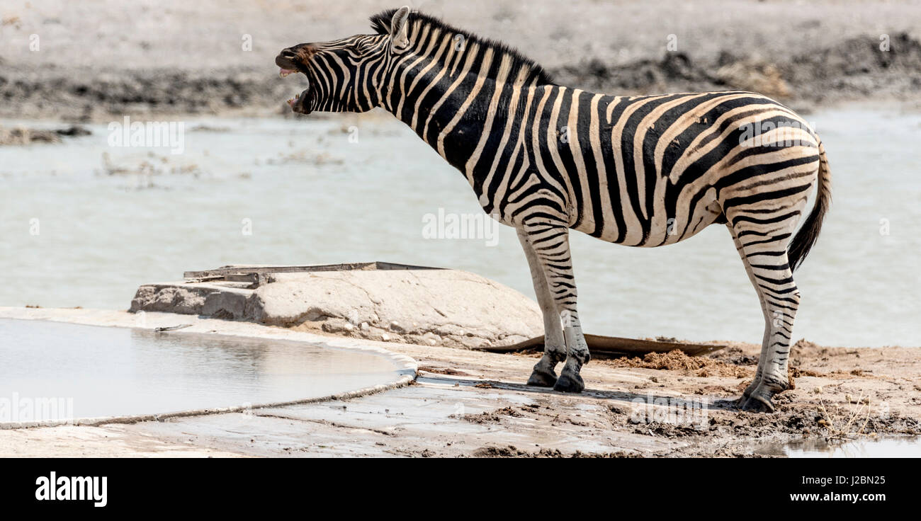 Africa, Namibia, Etosha National Park. Braying zebra. Credit as: Wendy Kaveney / Jaynes Gallery / DanitaDelimont.com Stock Photo