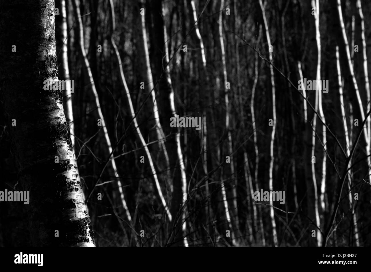 Silver birch wood Black and White Stock Photos & Images - Alamy