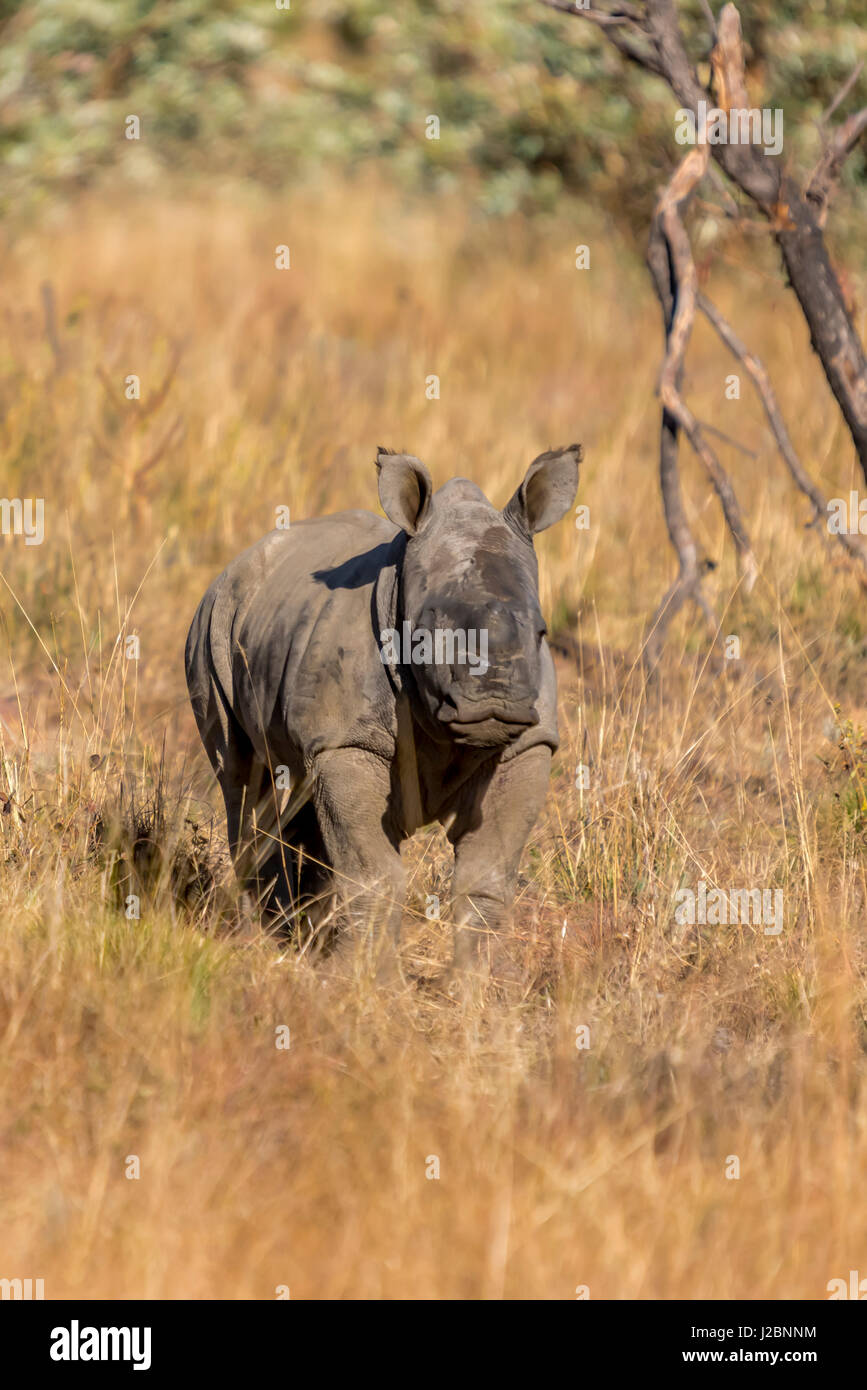 Africa, South Africa, Welgevonden Game Reserve. Young white rhino in grass. Credit as: Jones & Shimlock / Jaynes Gallery / DanitaDelimont.com Stock Photo